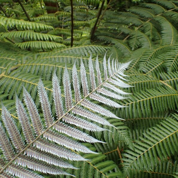 Overturned silver fern with more ferns in the background