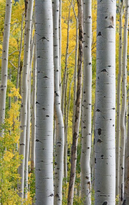 white tree trunks with yellow leaves at daytime