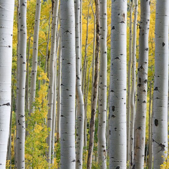 white tree trunks with yellow leaves at daytime