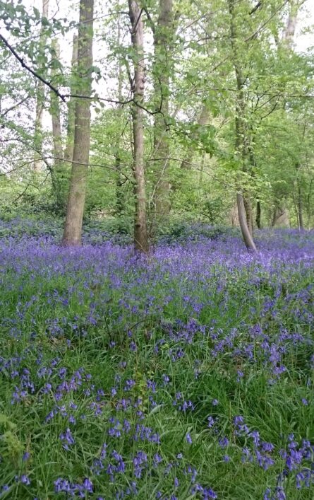 Photo of bluebells in a natural wooded area