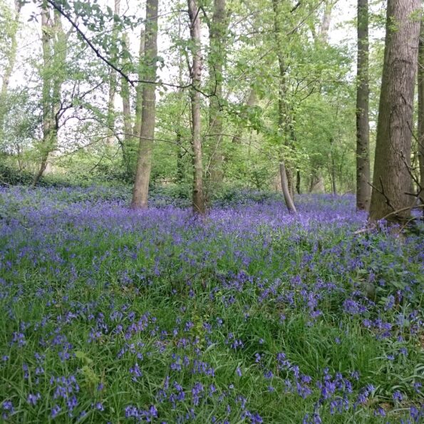 Photo of bluebells in a natural wooded area