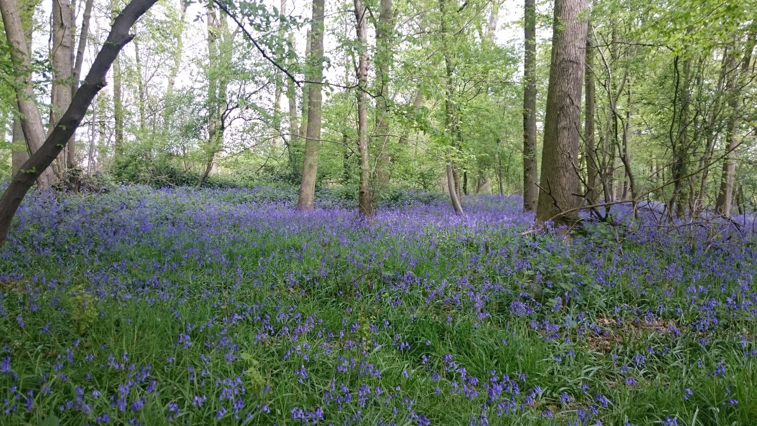 Photo of bluebells in a natural wooded area